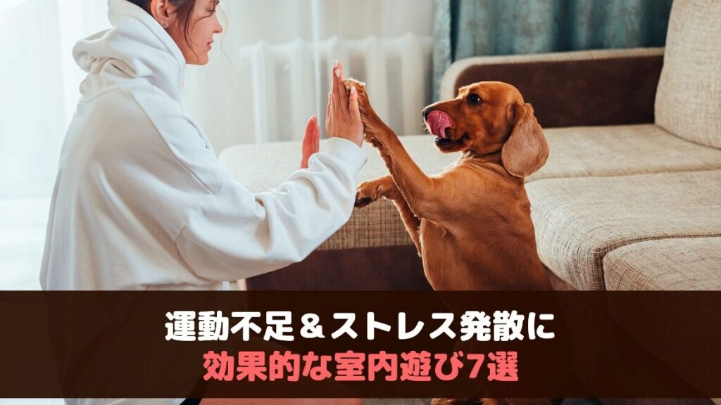 犬の運動不足解消に役立つ室内アクティビティ一覧
