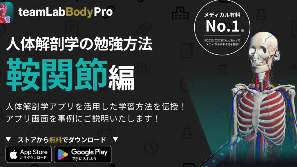 鞍関節の機能と健康維持のポイント一覧